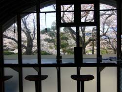 足湯Barクロニクルテラスからの桜。(夜はライトアップしています)桜と美味しいカクテルで至福のひと時を♪