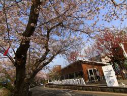 café & shop KiHaKo「嬉箱」桜が見頃です!お花見しながらランチはいかがですか♪