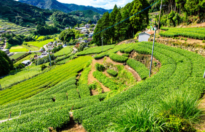 嬉野茶畑
